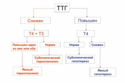 Влияние повышенного уровня тироксина на организм