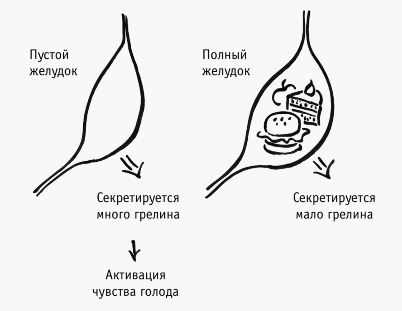 Роль грелина в организме