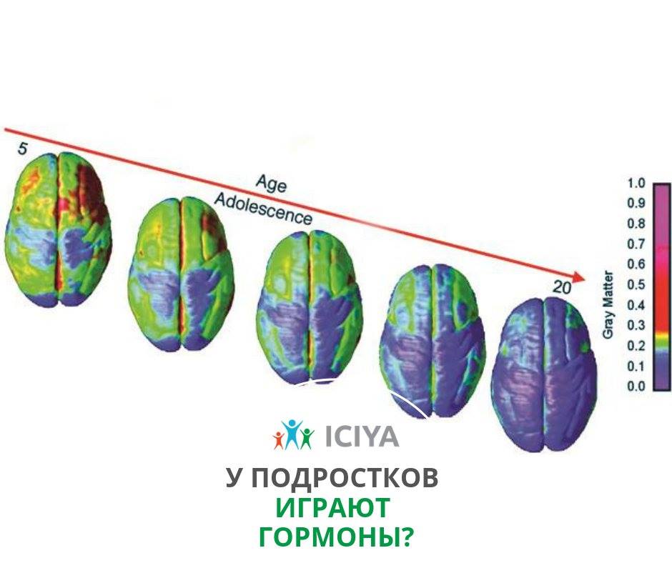 Роль гормонов в функционировании щитовидной железы