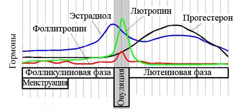 Функции эстрадиола в организме