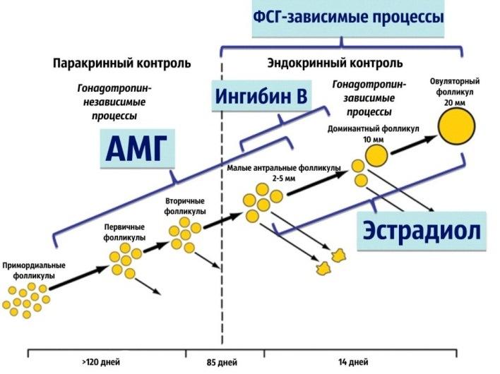 Влияние возраста на уровень АМГ у женщин