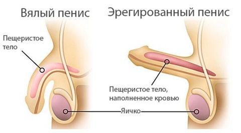 Физические упражнения для увеличения члена