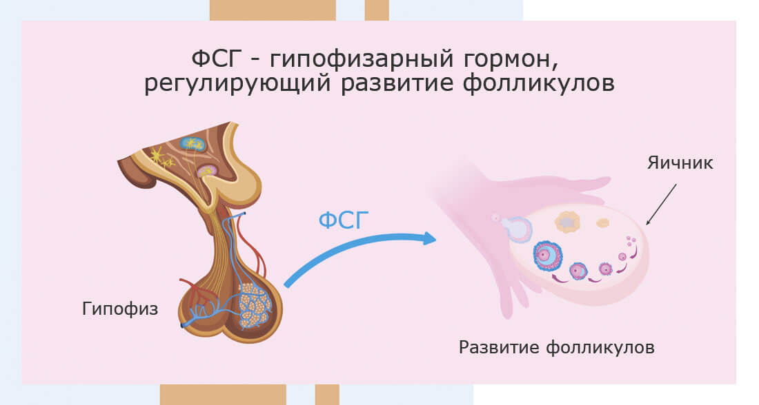 Основные гормоны, влияющие на развитие полового члена