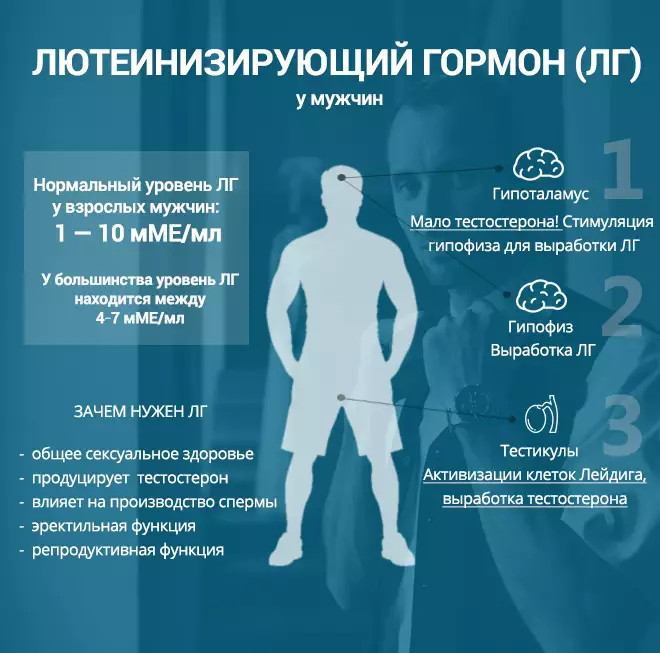 ЛГ гормон: определение и функции