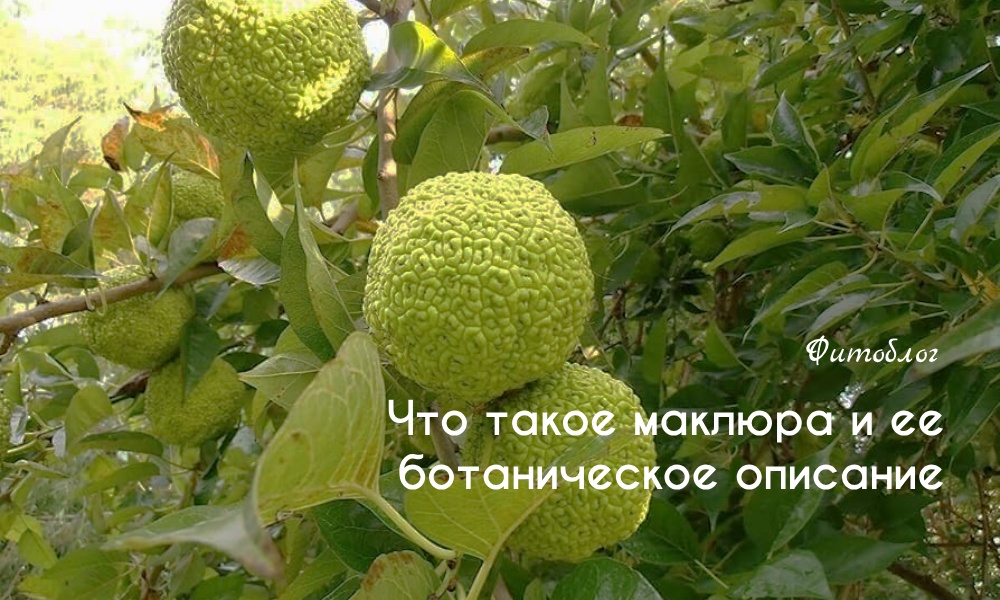 Противопоказания и побочные эффекты при использовании адамового яблока для суставов