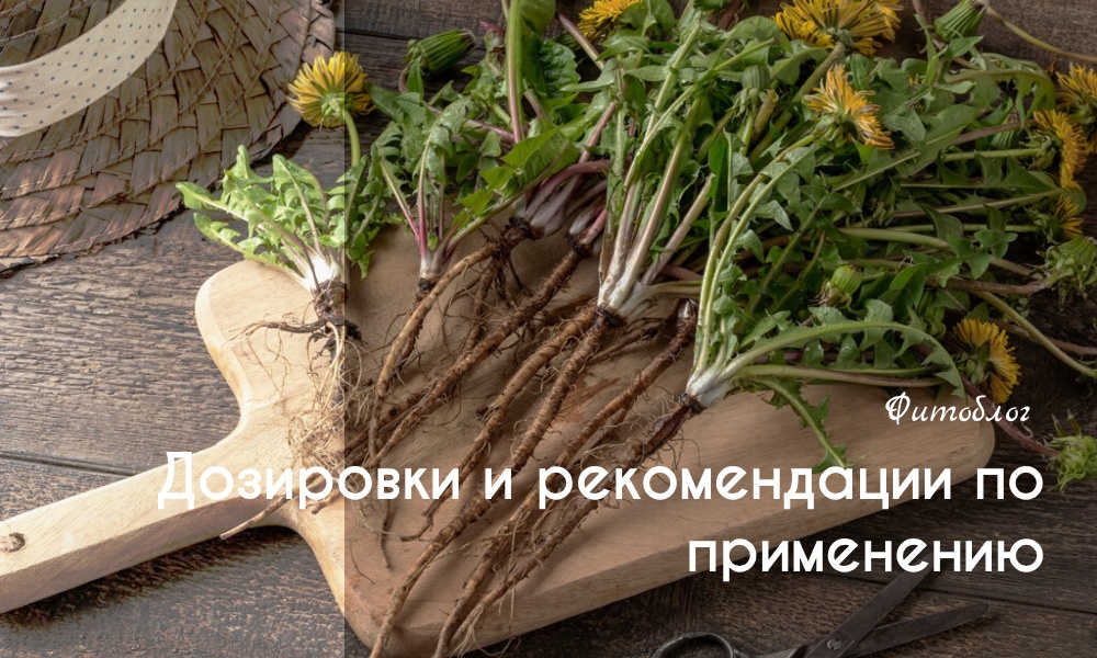 Корень одуванчика: что это такое и где его можно найти?
