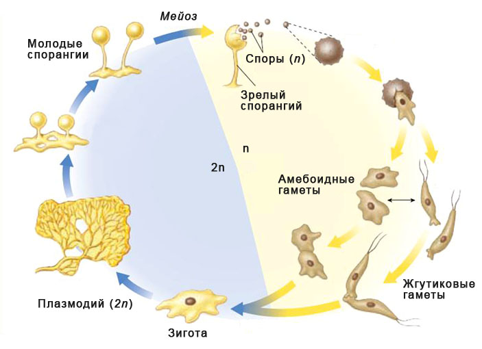 Таблица: Потенциальные негативные последствия распространения Physarum polycephalum