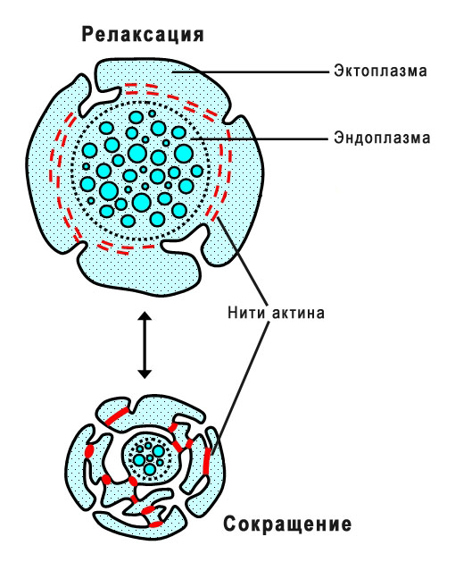 Негативные последствия распространения Physarum polycephalum