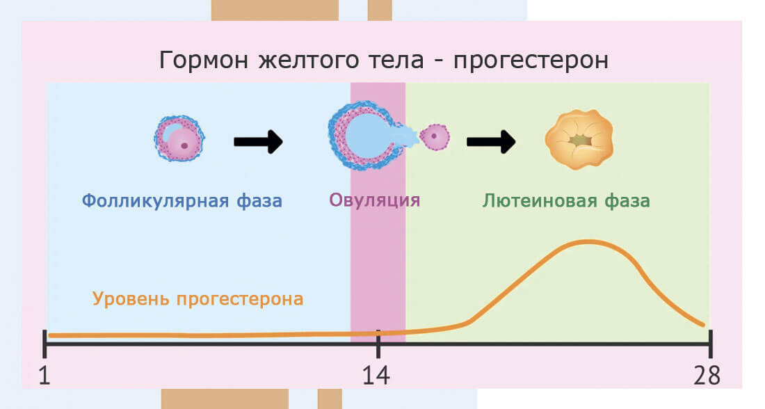Роль прогестерона в организме