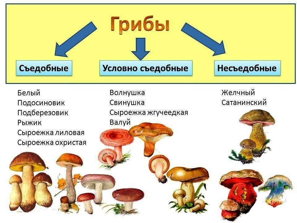 Симптомы отравления бледной поганкой: