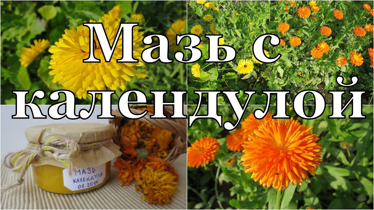 Как мазь Календулы влияет на потенцию
