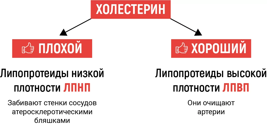 Как повысить уровень ЛПВП