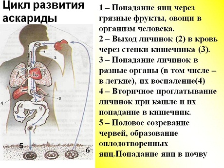 Аскариды: общая информация