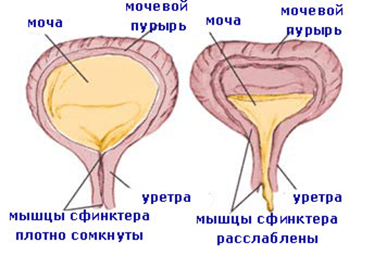 В чем причины болезненного мочеиспускания у детей