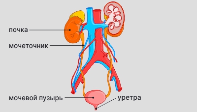 Инфекционные причины красной мочи