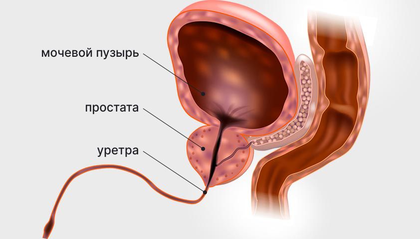 ПСА: анализ крови и его особенности