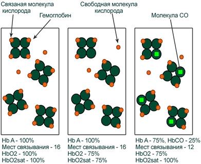 Образование оксигемоглобина