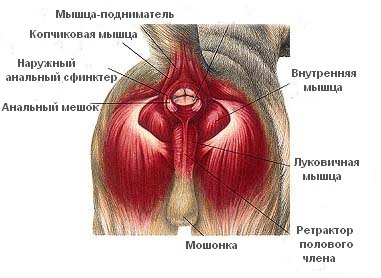 Мышцы переднего бедра: