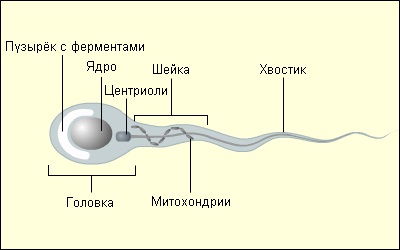 Мужские и женские половые клетки