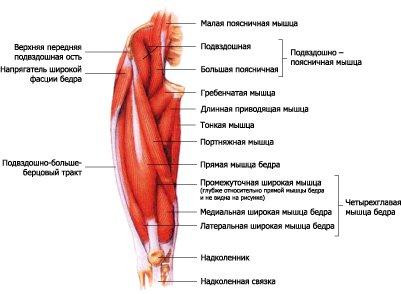 Мышцы внутренней поверхности бедра
