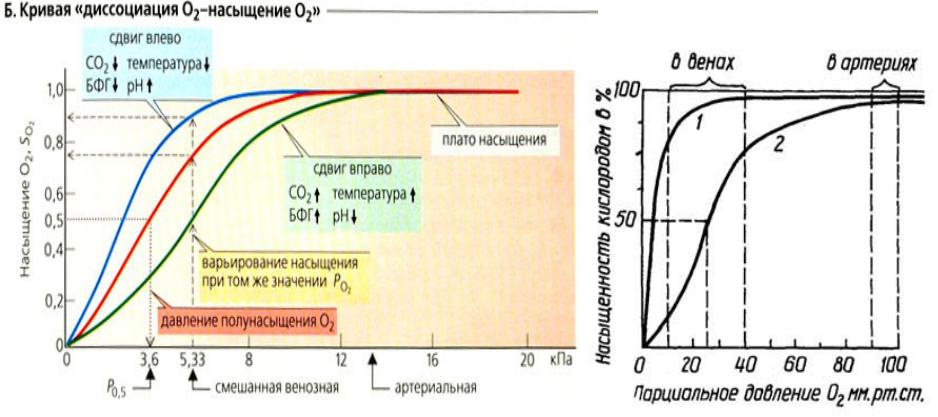 2. Уровень кислотности крови (pH)