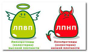 Причины сниженного уровня ЛПВП: