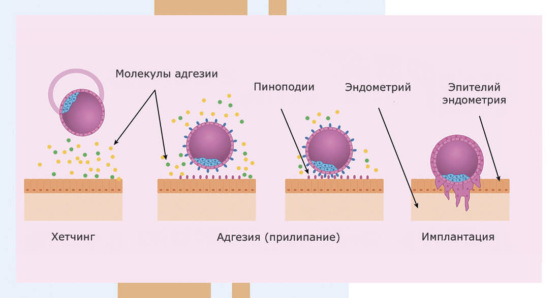 Ключевая роль оргазма
