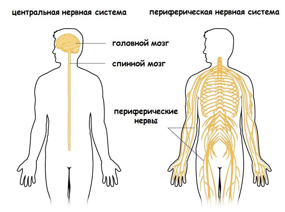 Таблица: Основные системы и их функции