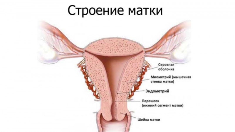 Методы определения состояния эндометрия:
