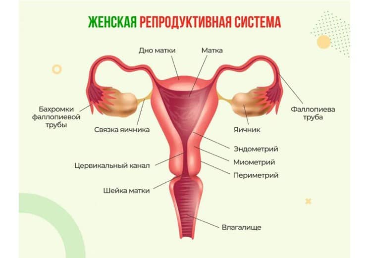 Симптомы гормонального бесплодия
