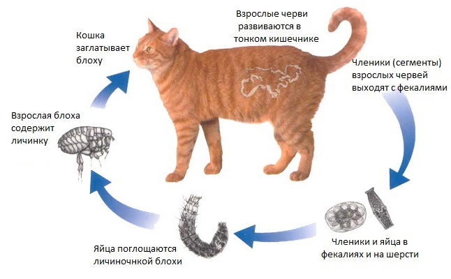 Классическое лечение глистов у маленьких котят