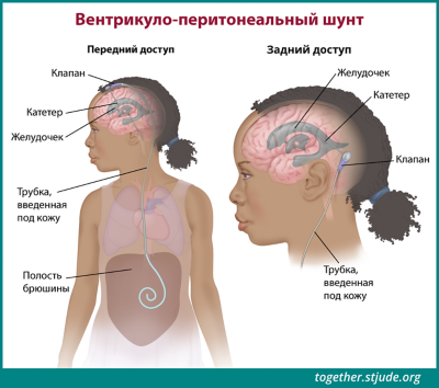 Пениальная область головного мозга: структура и функции