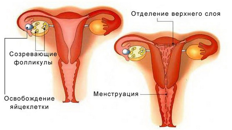 Симптомы отсутствия месячных у женщин