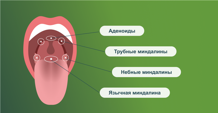 Слюнные гланды
